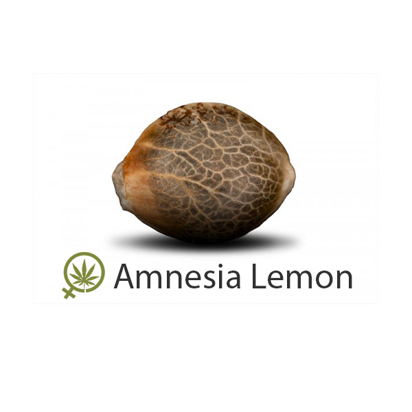 Amnesia Lemon Low Cost
