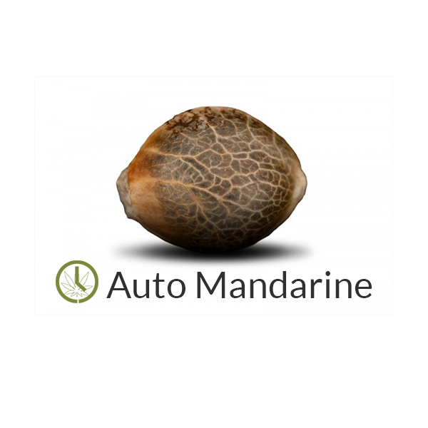 Auto Mandarine Lowcost