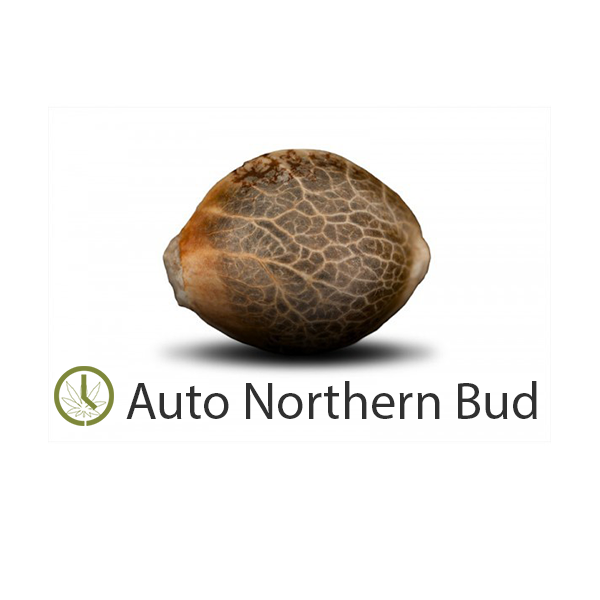 Auto Northern Bud 1