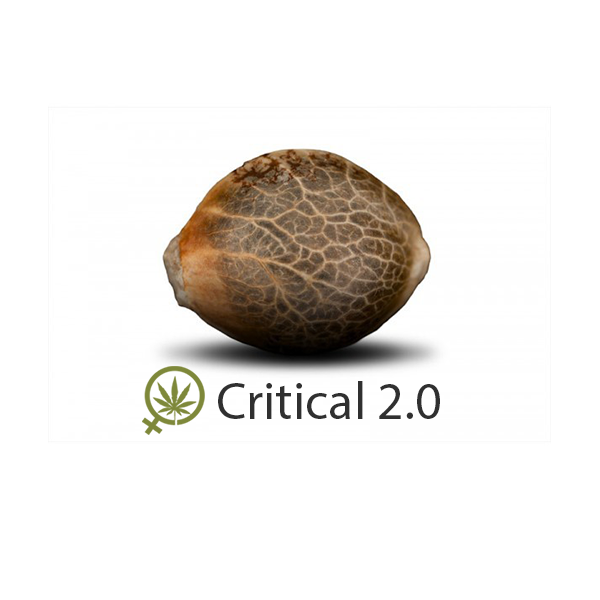 Critical 20