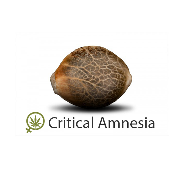 Critical Amnesia