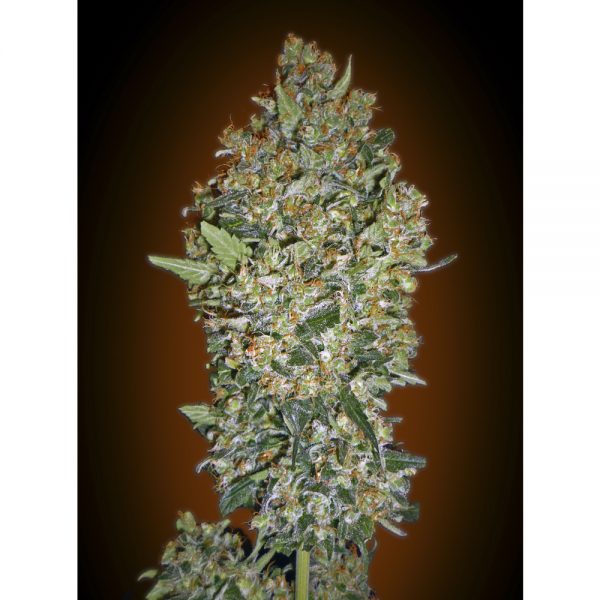 00Seeds Cheese Berry 5F BOS.005 5F