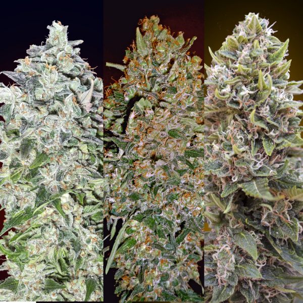00Seeds Female Collection 1 6F BOS.202 6F