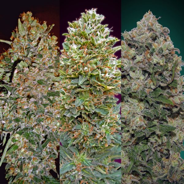 00Seeds Female Collection 2 6F BOS.203 6F