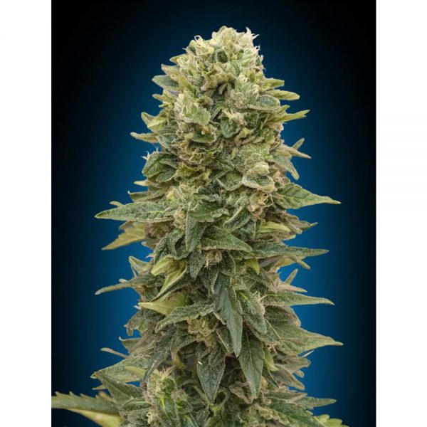 00Seeds Female Mix BOS.101 5F