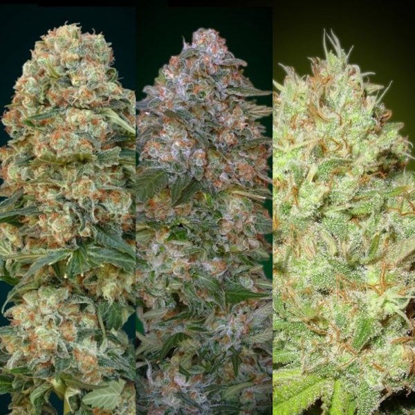 Advanced Seeds Feminized Collection 1 BAD.103 6F