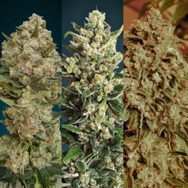 Advanced Seeds Feminized Collection 2 BAD.104 6F