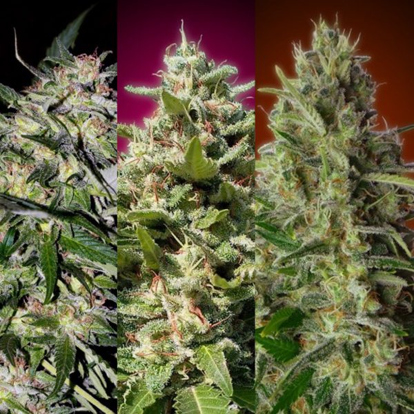 Advanced Seeds Feminized Collection 4 BAD.105 6F