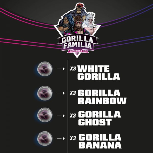 BSF Gorilla Familia Mix 12 fem BBSF.018 12F
