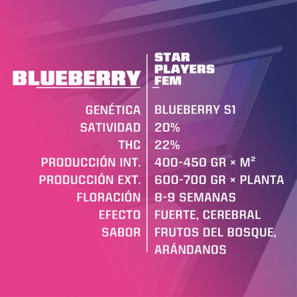 Blueberry 2 fem BBSF 1