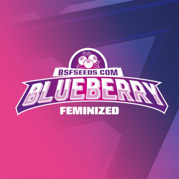 Blueberry 2 fem BBSF 2