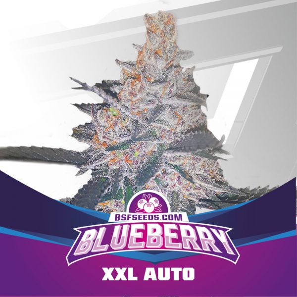 Blueberry XXL Auto 2 fem BBSF
