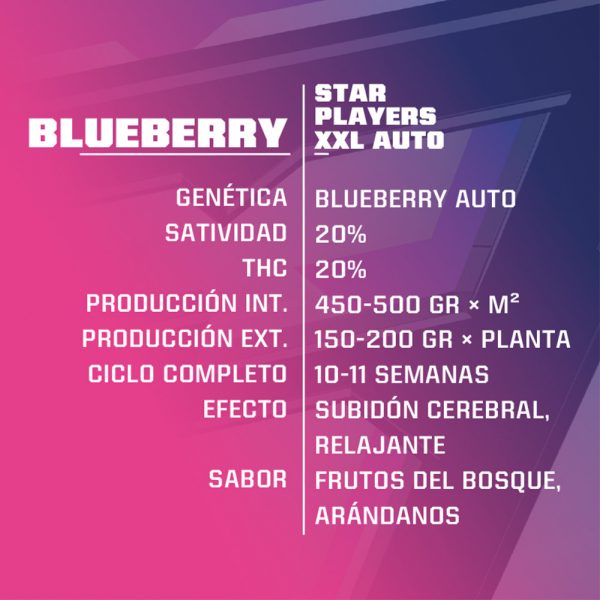 Blueberry XXL Auto 2 fem BBSF 1