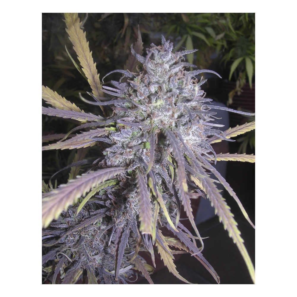 Cannabiogen_Seeds_Destroyer_BCB.005-5F-1.jpg Cannabiogen Seeds Destroyer BCB.005 5F 1