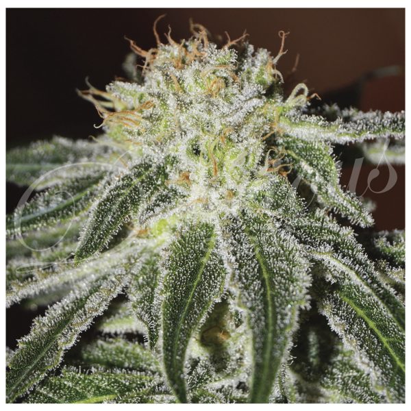 Delicious Seeds Black Russian BDL.021 9akh 7c