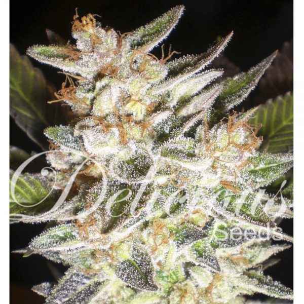 Delicious Seeds Cheese Candy Auto BDL.002