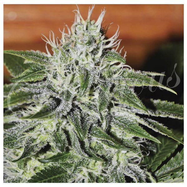 Delicious Seeds Critical x Jack Herer BDL.001 83vq