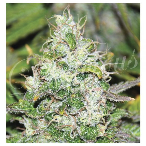 Delicious Seeds Fruity Chronic Juice BDL.020