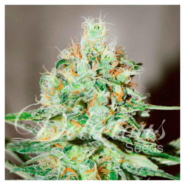 Delicious Seeds Jagg Kush BDL.028 c1we fq