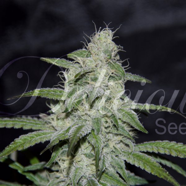 Delicious Seeds Marmalate Regular BDL.064 7R
