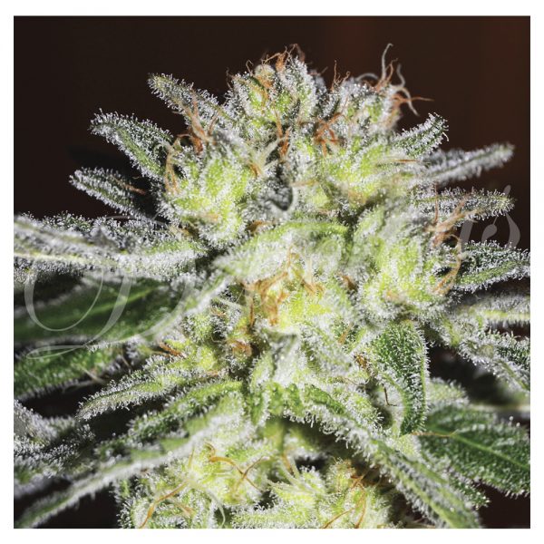 Delicious Seeds Northern Light Blue BDL.006