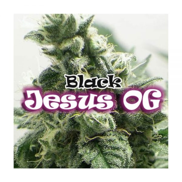 Dr Underground Black Jesus OG BDU.013 374m 3o
