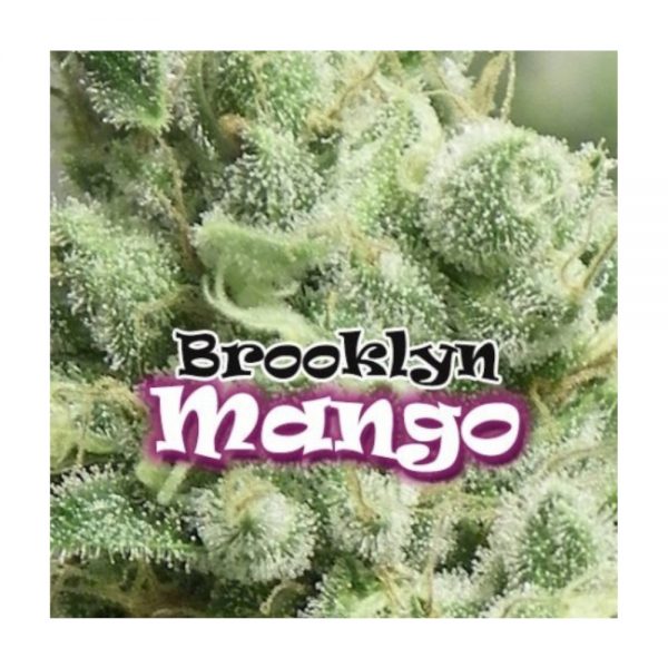 Dr Underground Brooklyn Mango BDU.001 sw1z y2