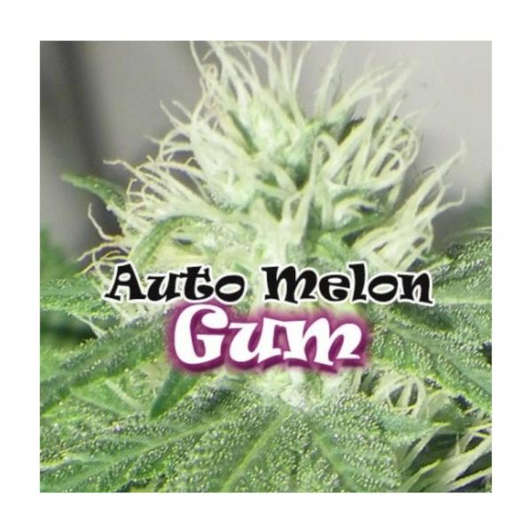 Dr Underground Melon Gum Auto BDU.007