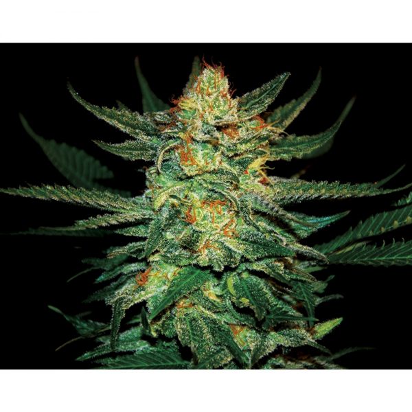 Exclusive Seeds Boira BES.009 lsau i3