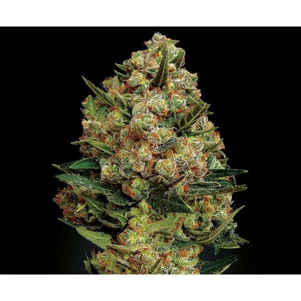 Exclusive Seeds Critical BES.006 ct98 o5