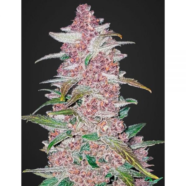Fast Buds Blackberry Auto2 BFB.001 9hhh ag
