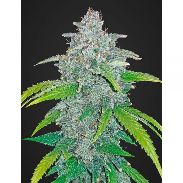 Fast Buds Blue Dream Matic2 BFB.021 jxg2 bj
