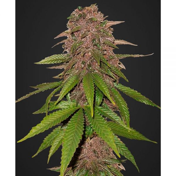 Fast Buds C4 Auto2 BFB.002 nwp7 2d