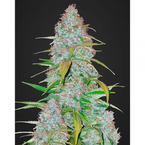 Fast Buds Californian Snow Auto2 BFB.003