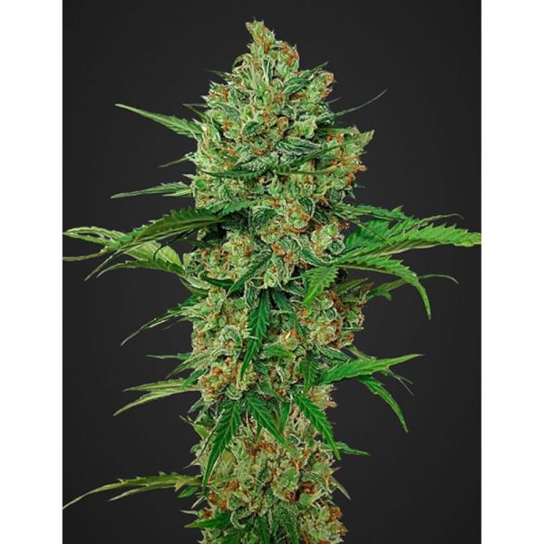 Fast Buds Northern Express Auto2 BFB.012 24fr 5m