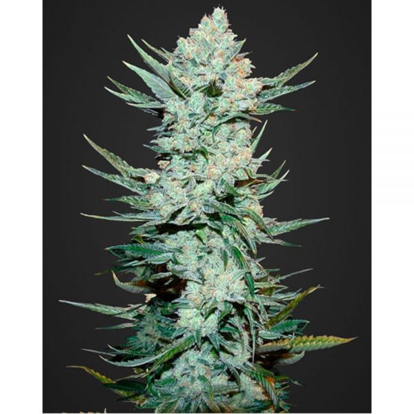 Fast Buds Tangie Matic Auto2 BFB.019
