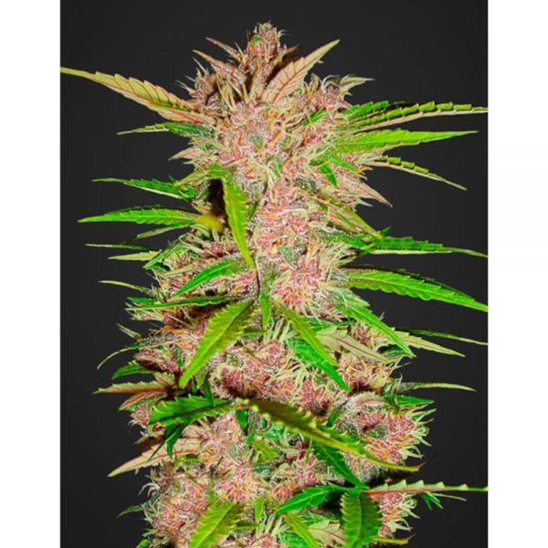 Fast Buds fastberry Auto2 BFB.005