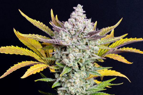 Fast buds Seeds Gorilla Cookies Auto2 BFB.027 kx88 a0 scaled