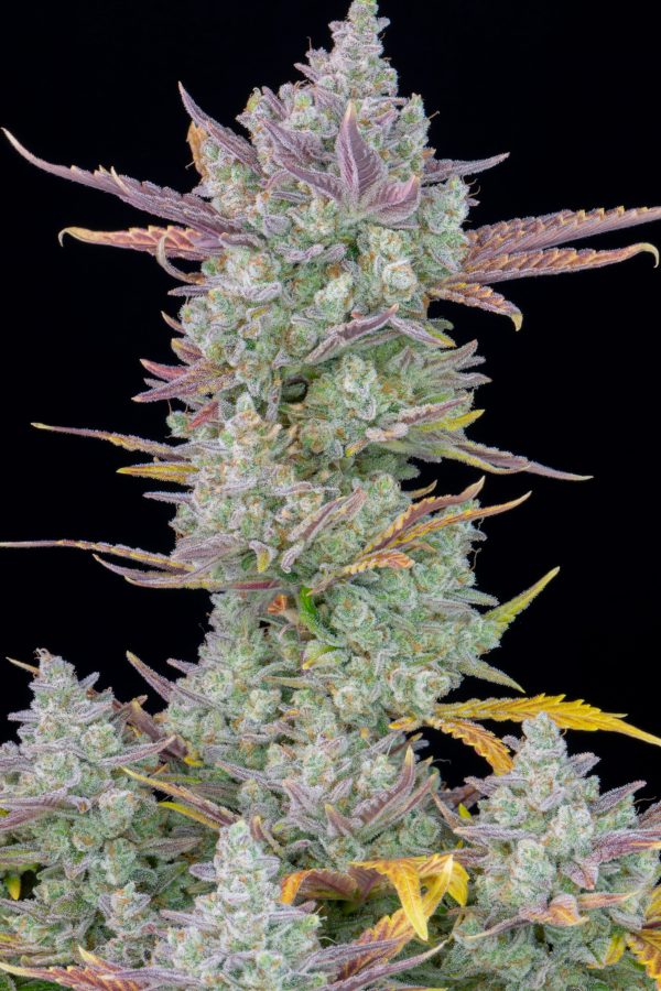 Fast buds Seeds Gorilla Cookies Auto BFB.027 2qvt 8j scaled