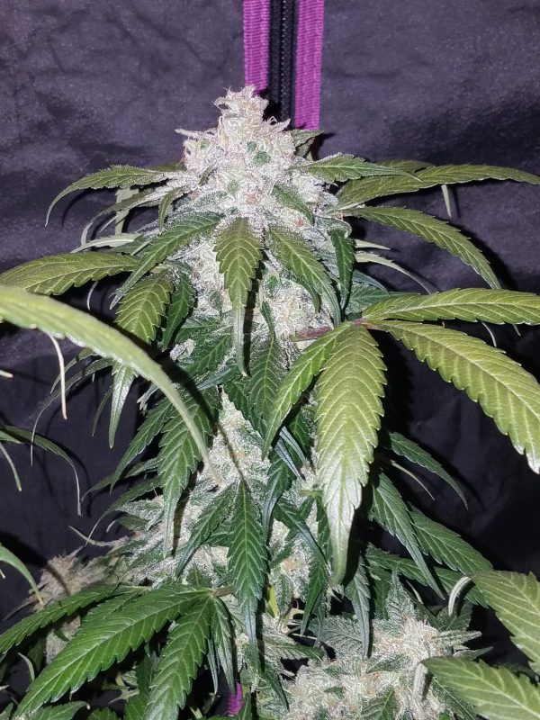 Fast buds Seeds Pineapple Express Auto1 BFB.013 scaled