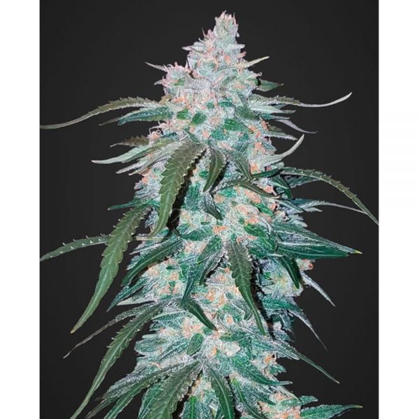 Fast buds Seeds Pineapple Express Auto2 BFB.013 yito hd