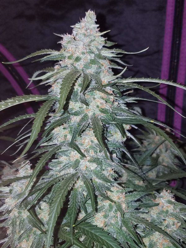 Fast buds Seeds Pineapple Express Auto BFB.013 scaled
