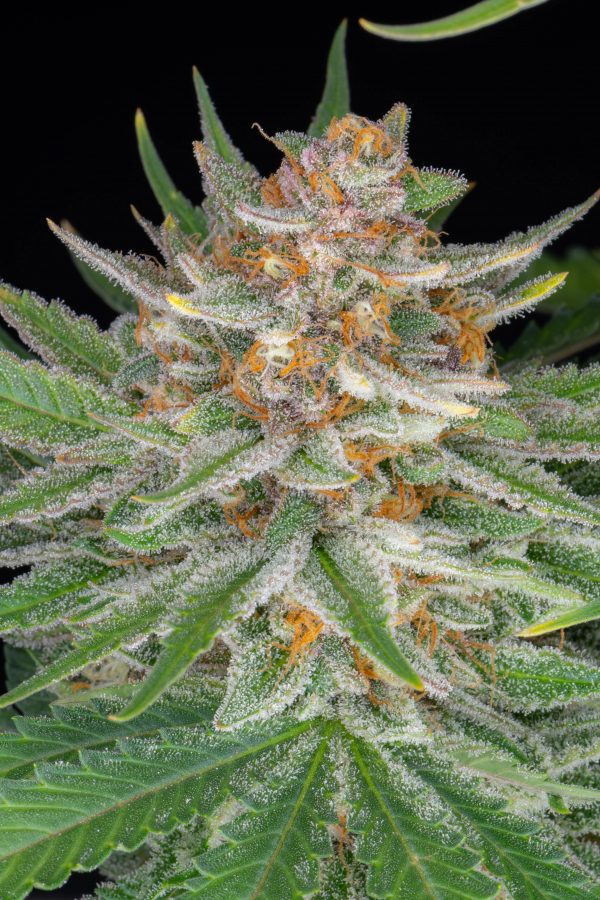 Fast buds Seeds Strawberry Pie Auto2 BFB.032 2ehh qe scaled