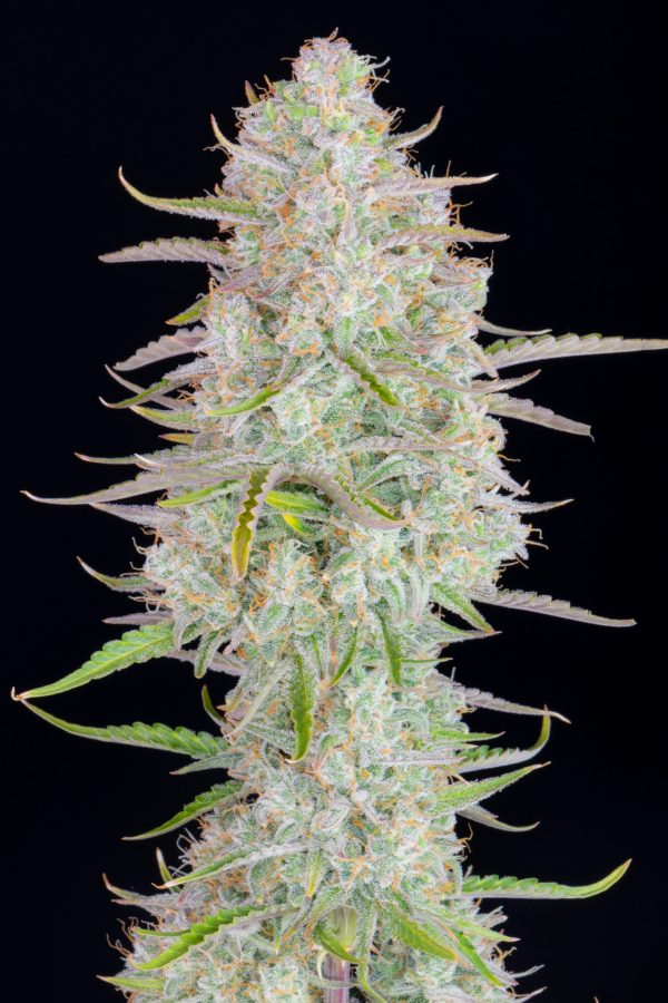 Fast buds Seeds Weeding Cheescake Auto2 BFB.033 scaled