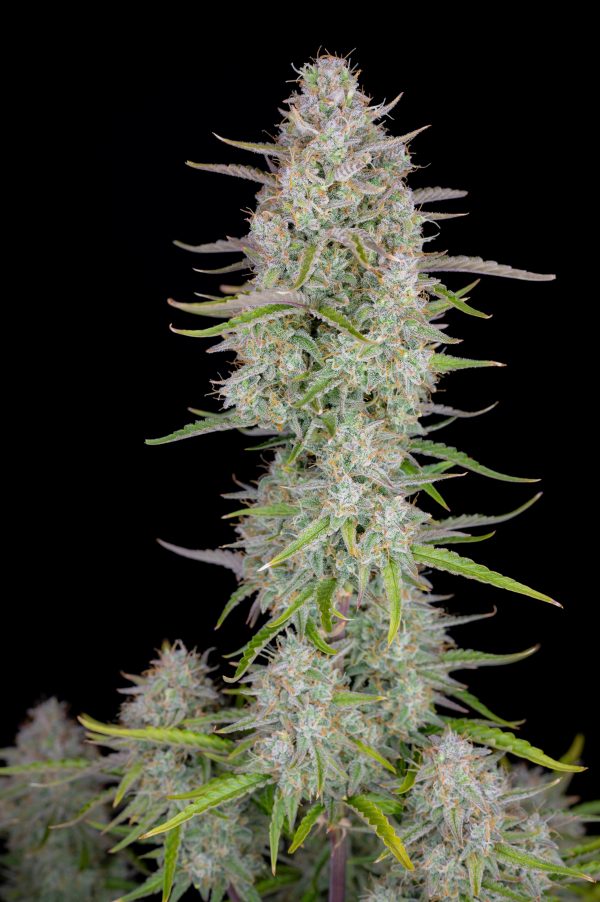 Fast buds Seeds Weeding Cheescake Auto BFB.033 scaled