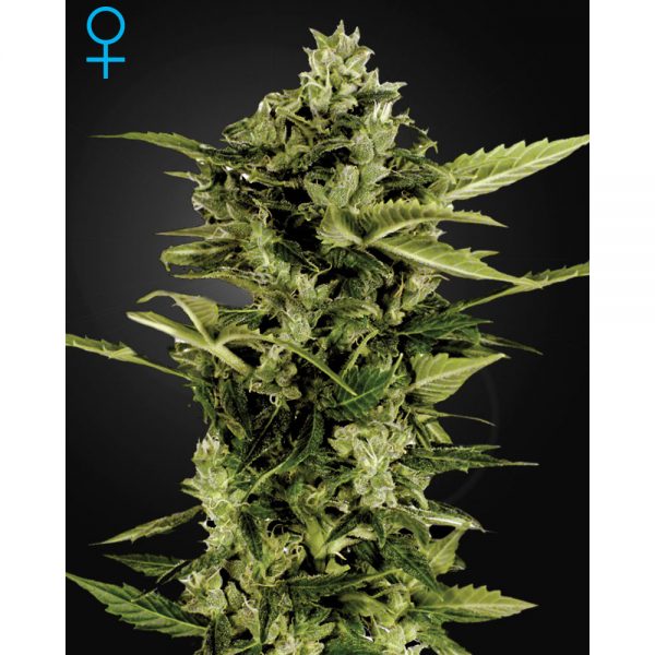 Green House Seeds Auto Bomb2 BGH.057 sksw dp