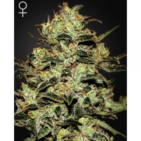 Green House Seeds Moby Dick2 BGH.046 hmix 8i