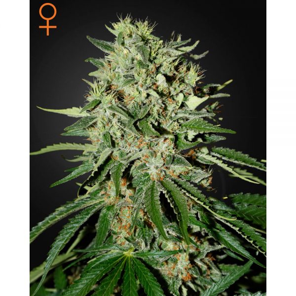 Green House Seeds The Doctor2 BGH.001