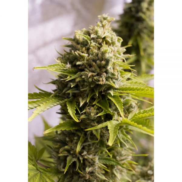 Humboldt Seeds Bubba Cheese Auto BHS.009 i462 qs lere rc