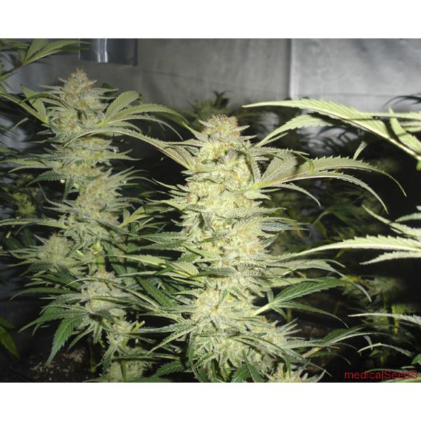 Medical Seeds white Widow BMED.002
